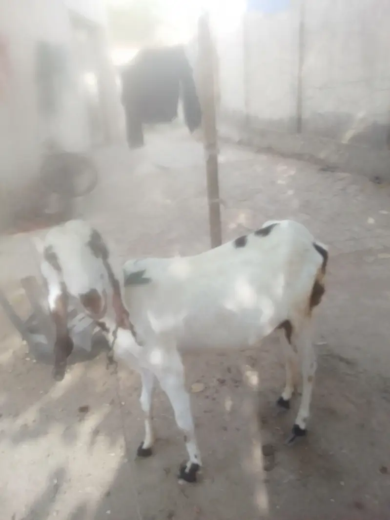 bakri for sell he — photo 3