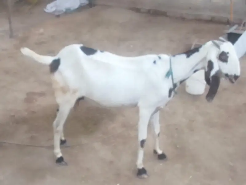 bakri for sell he — photo 4