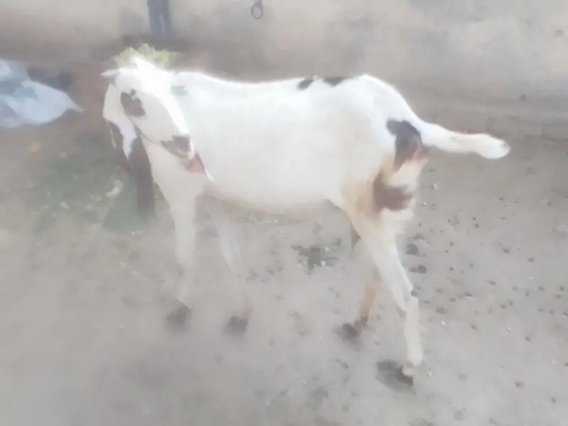 bakri for sell he — photo 5
