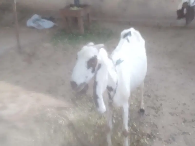 bakri for sell he — photo 6