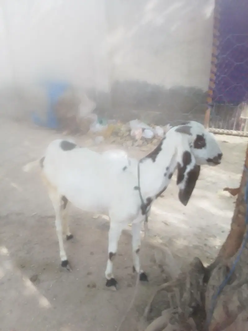 bakri for sell he — photo 7