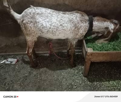 Pure Makhi Cheeni Bakra (03116287071)