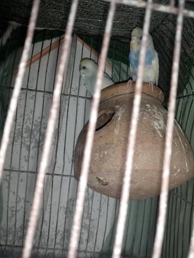 lovely birds urgent sale