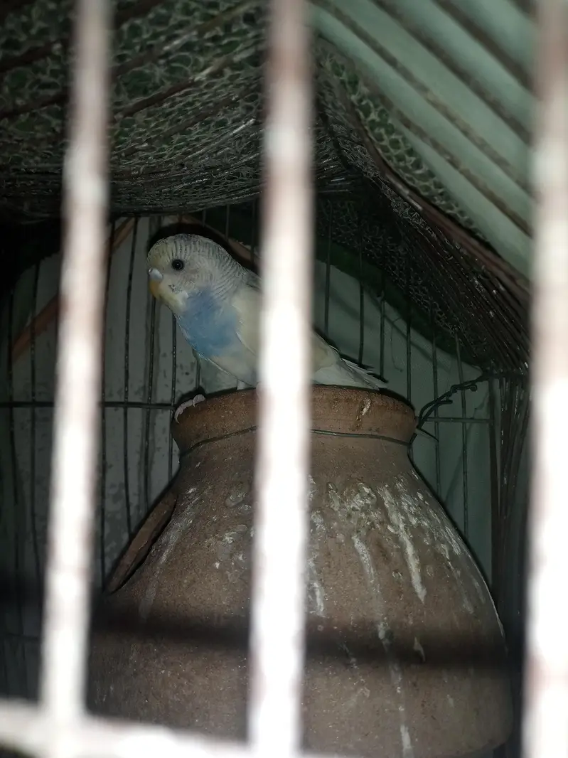 lovely birds urgent sale — photo 2