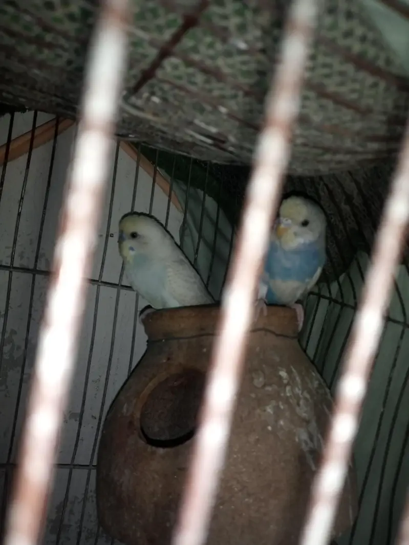 lovely birds urgent sale — photo 3
