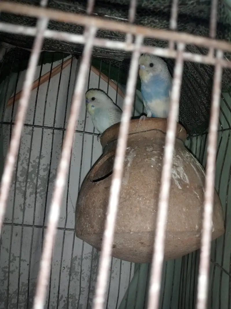 lovely birds urgent sale — photo 4