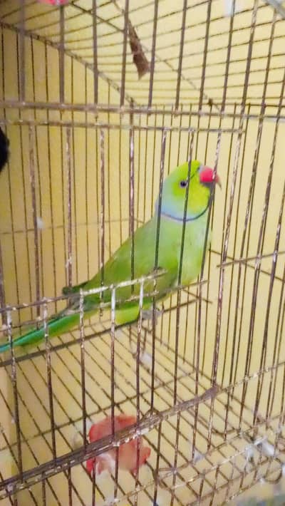 green perot