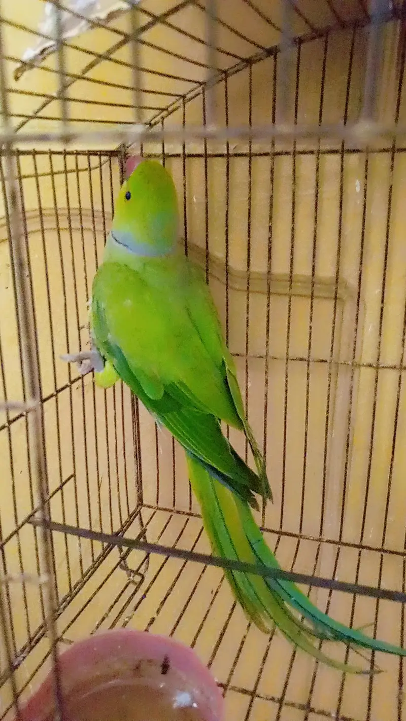 green perot — photo 2