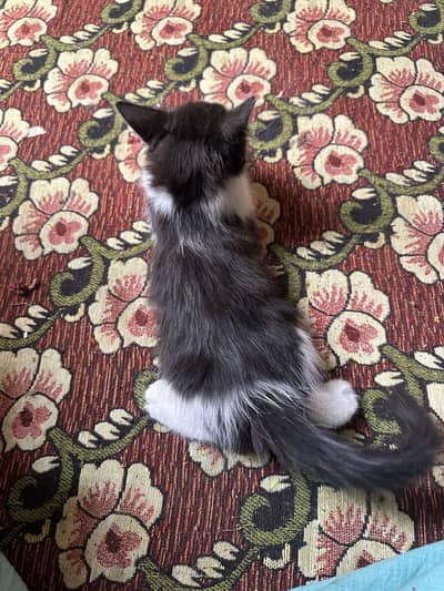 Persion kitten