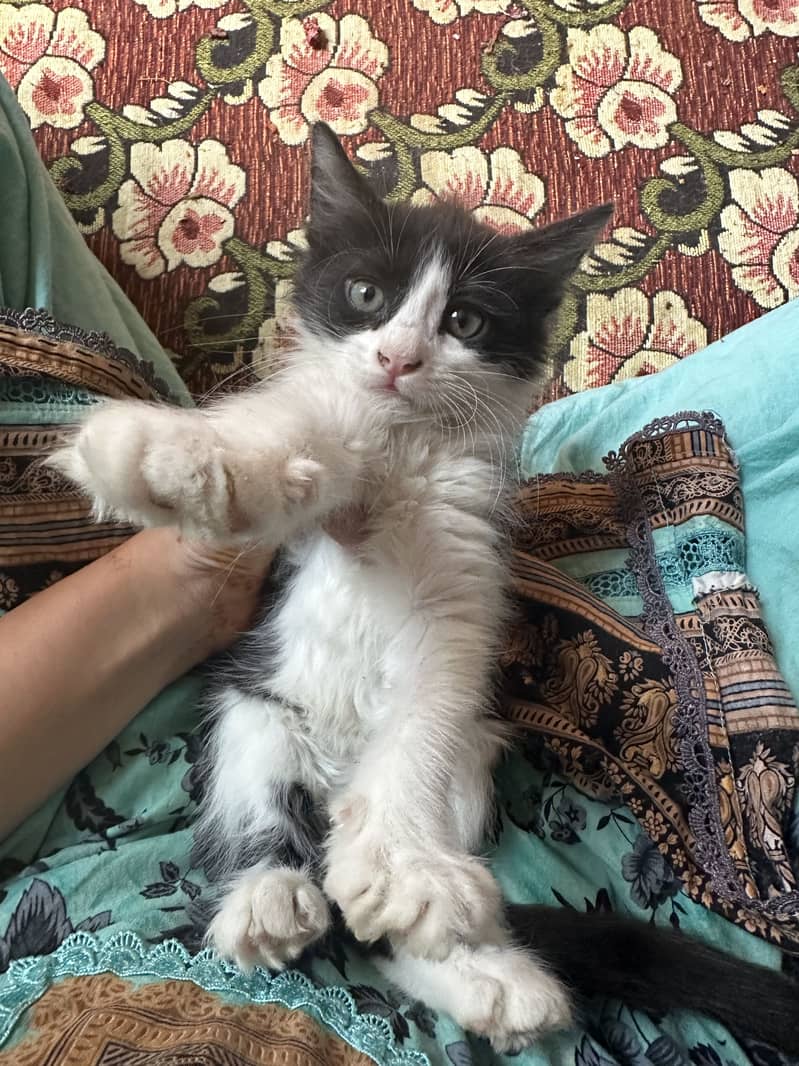 Persion kitten 1