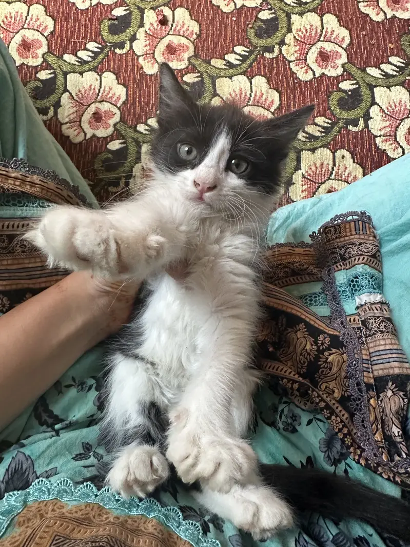 Persion kitten — photo 2