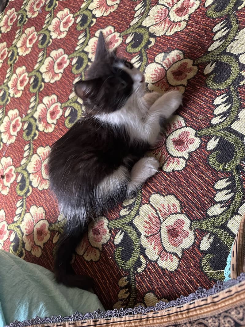 Persion kitten 2