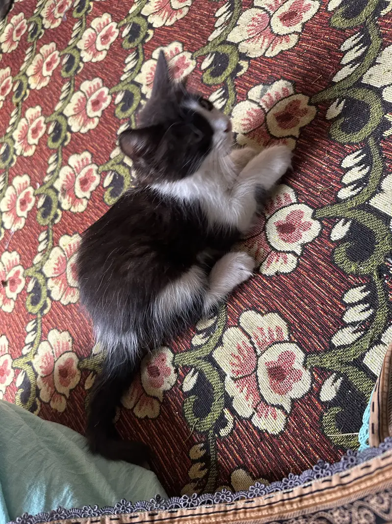 Persion kitten — photo 3