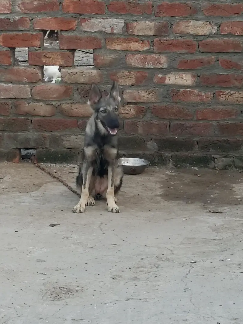 Dog Pair — photo 2
