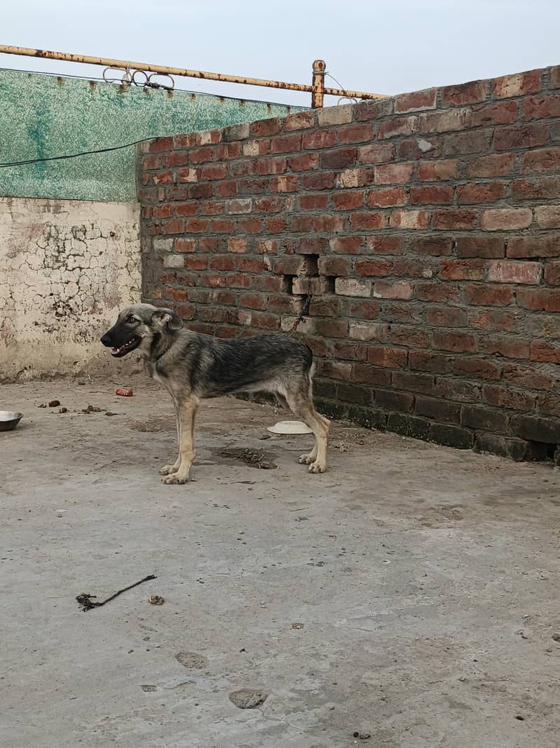 Dog Pair 2