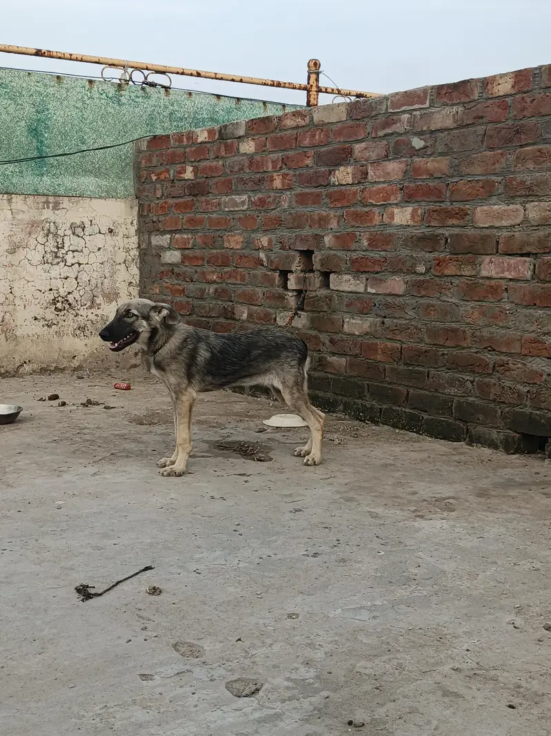 Dog Pair — photo 3