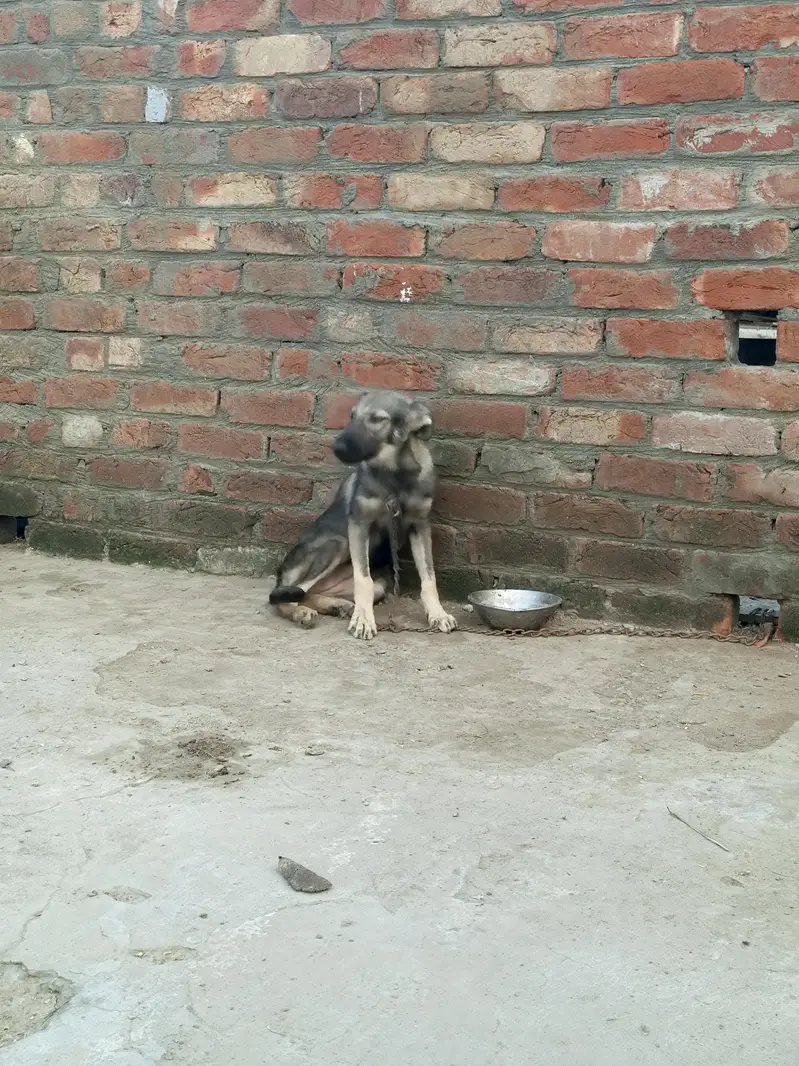 Dog Pair — photo 5
