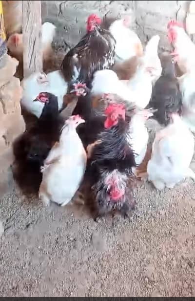 Bantam mix eggs and piece Golden heavy buff chicks