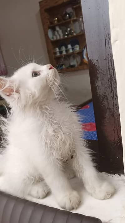 male baby kittan age 4 month