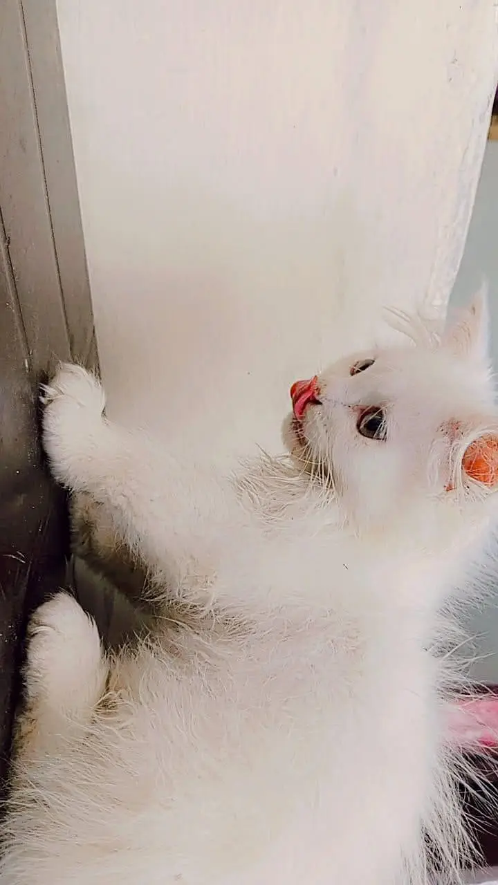male baby kittan age 4 month — photo 2