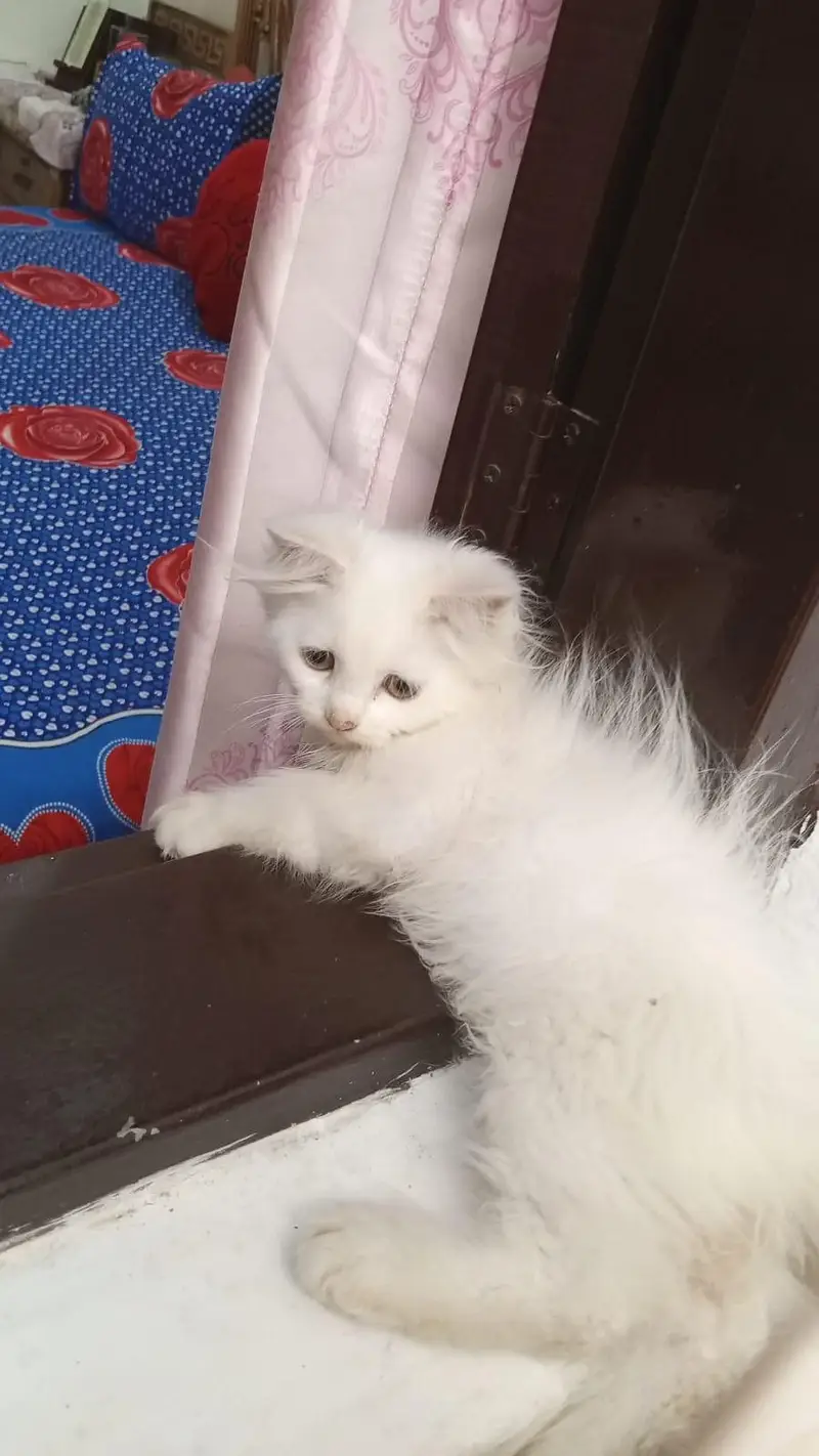 male baby kittan age 4 month — photo 3