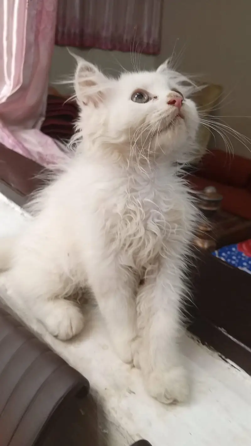 male baby kittan age 4 month — photo 4
