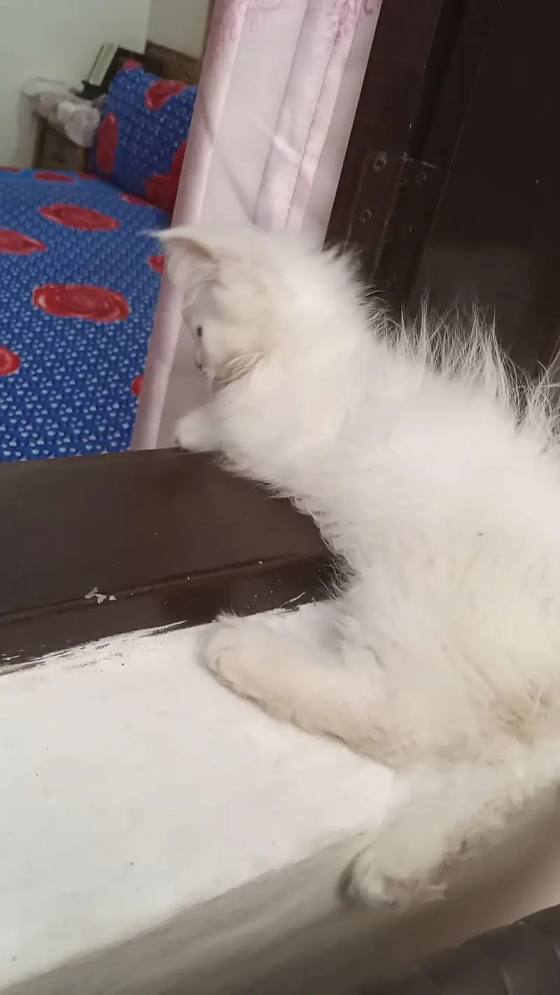 male baby kittan age 4 month — photo 5