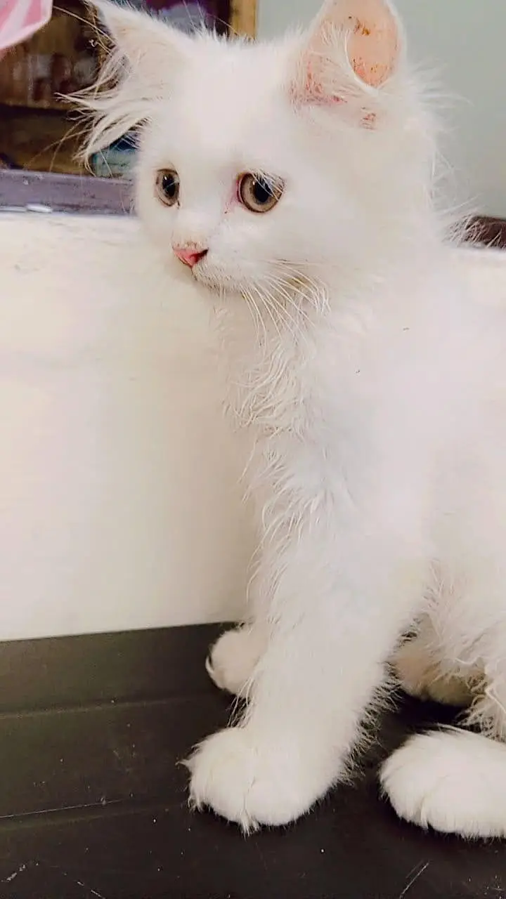 male baby kittan age 4 month — photo 6
