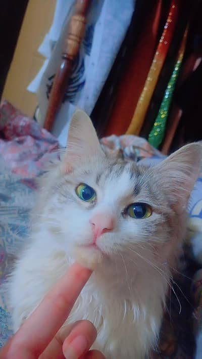 Maine coon and Persian mix cat