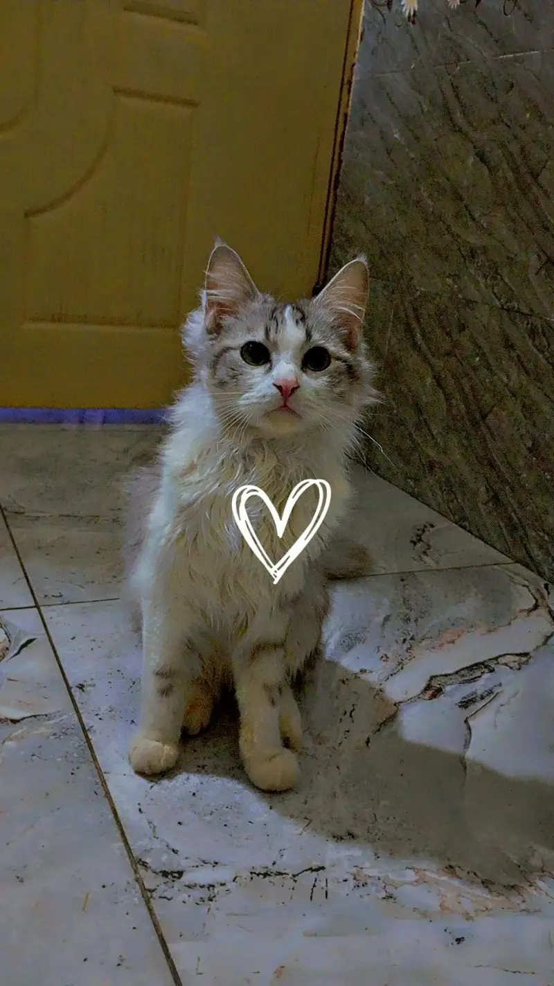 Maine coon and Persian mix cat — photo 2
