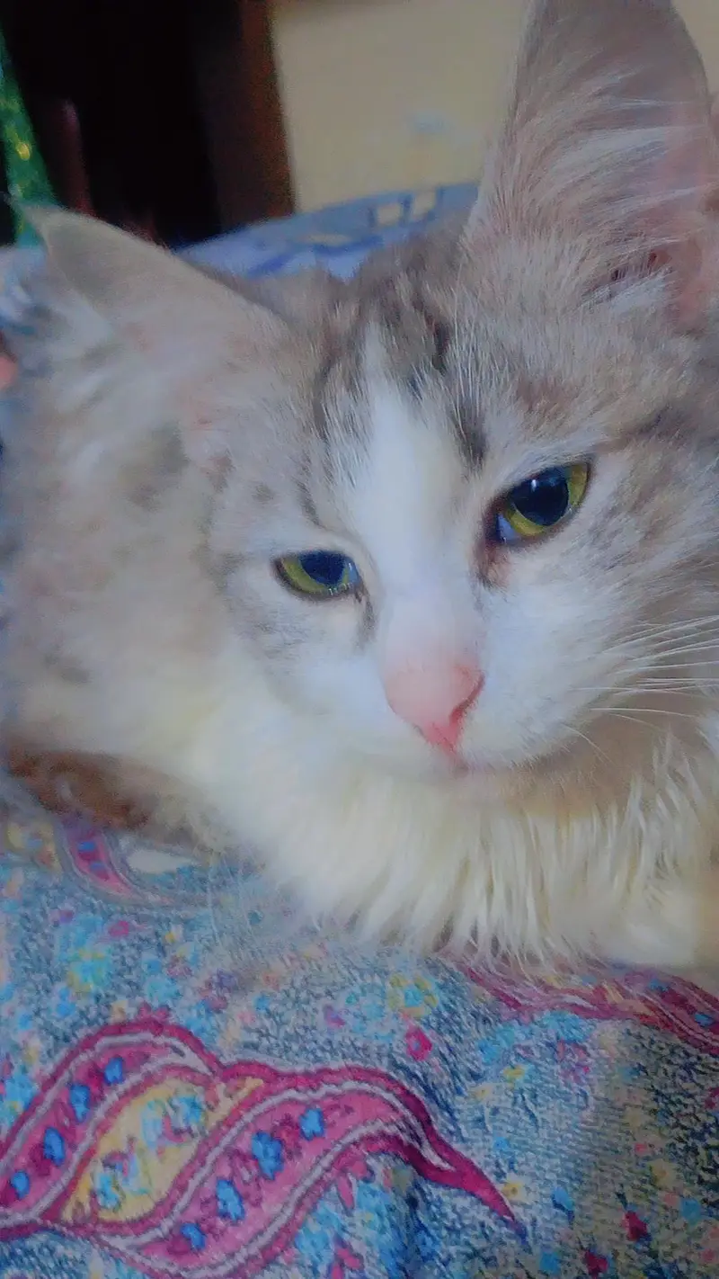 Maine coon and Persian mix cat — photo 3
