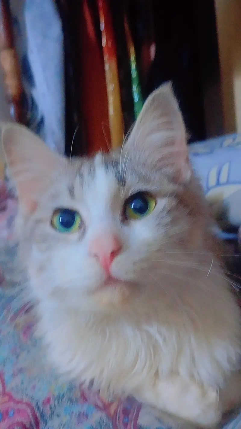 Maine coon and Persian mix cat — photo 5