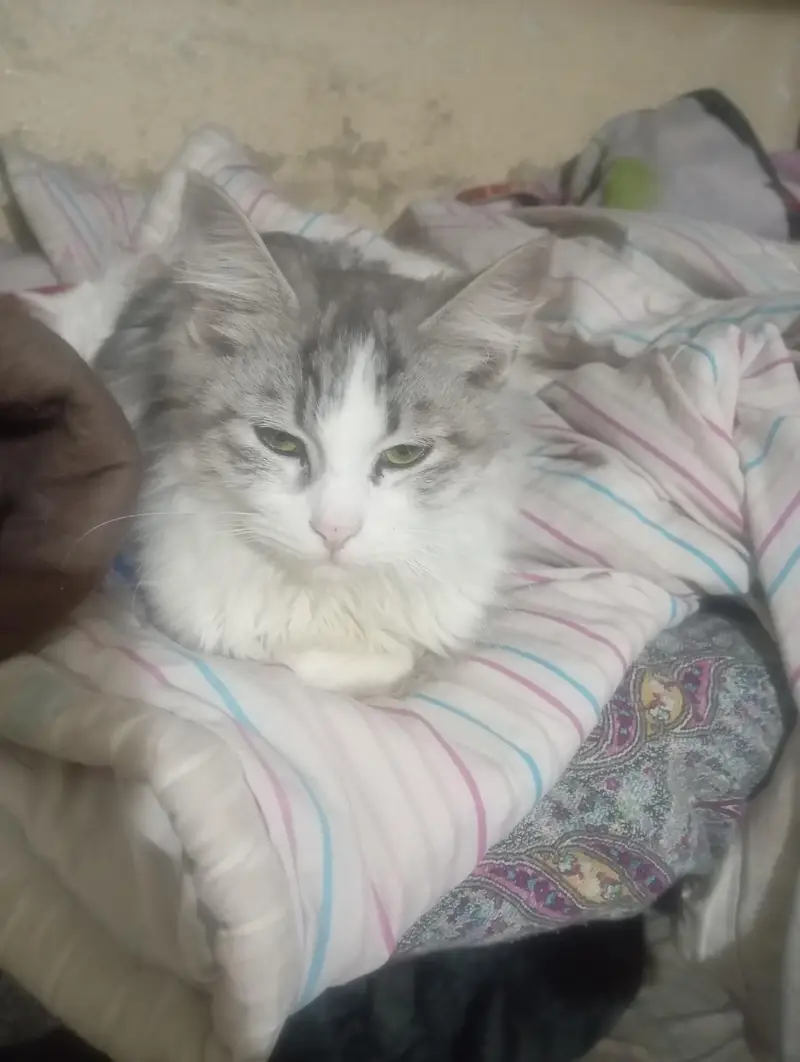 Maine coon and Persian mix cat — photo 6