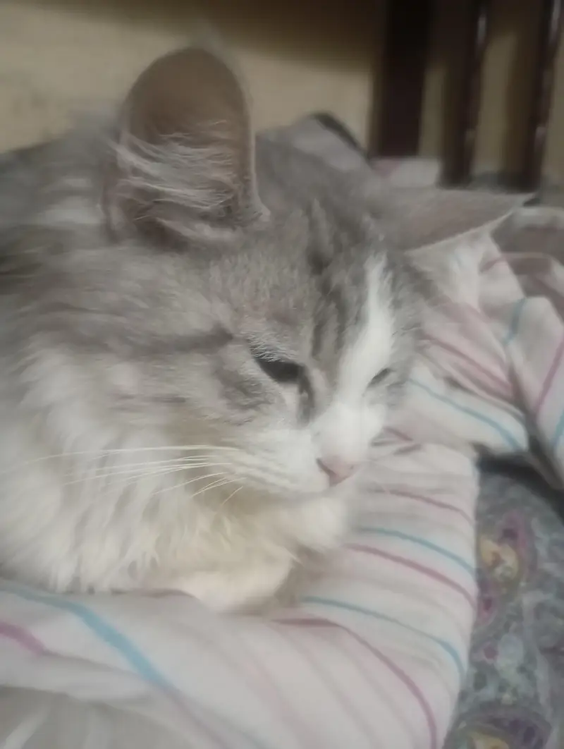 Maine coon and Persian mix cat — photo 7