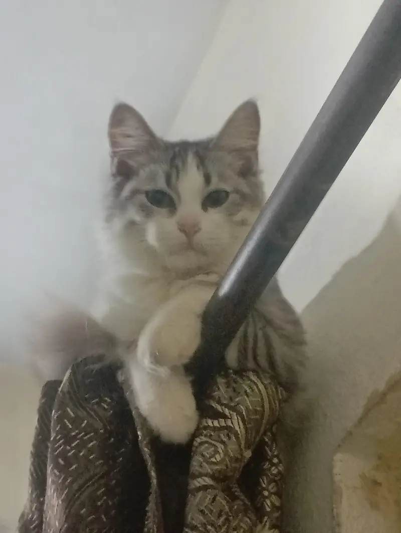 Maine coon and Persian mix cat — photo 8
