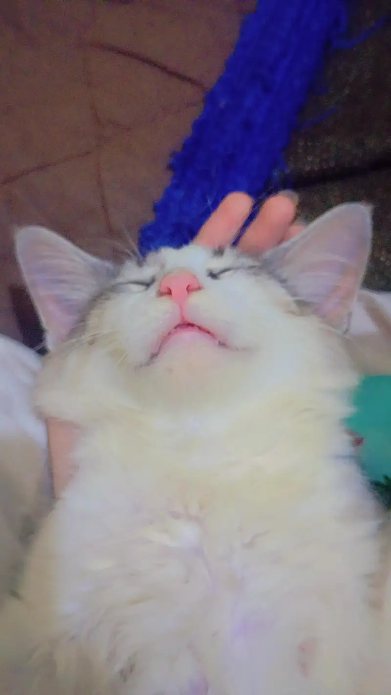 Maine coon and Persian mix cat — photo 9