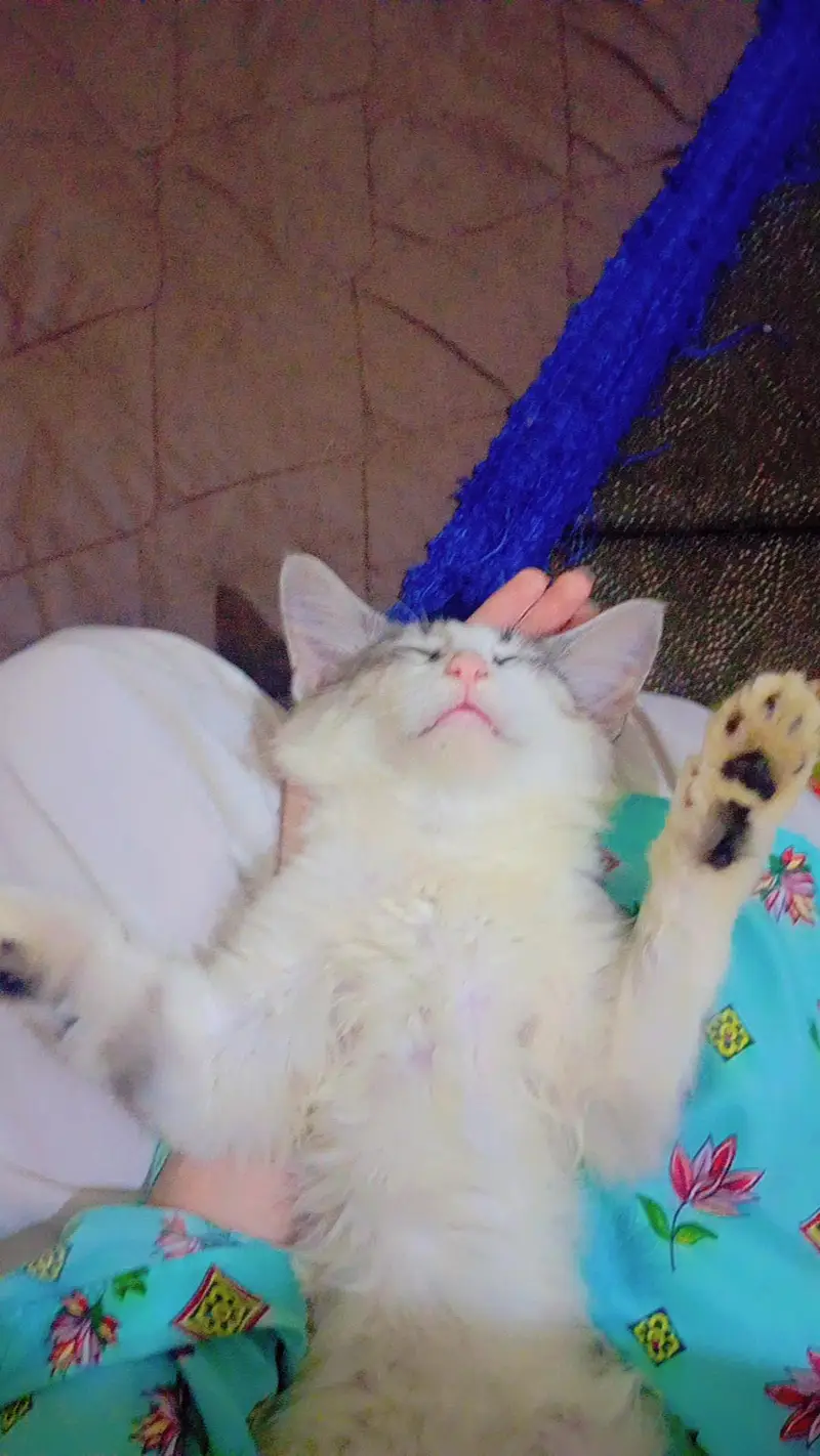 Maine coon and Persian mix cat — photo 10