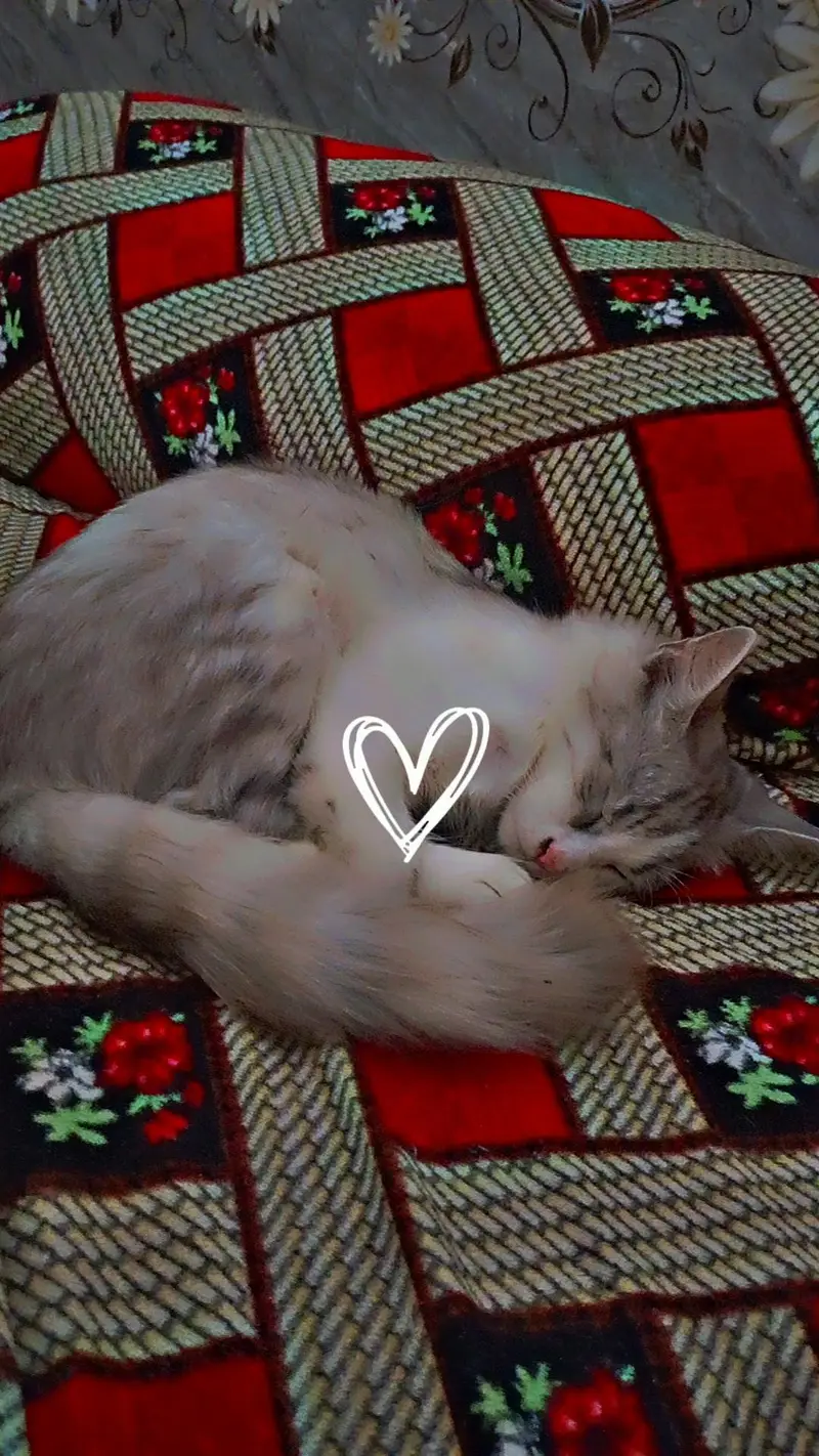 Maine coon and Persian mix cat — photo 11