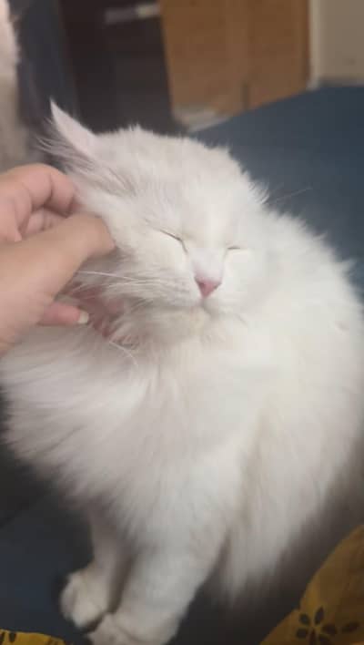 white triple coated Persian vaccinated
