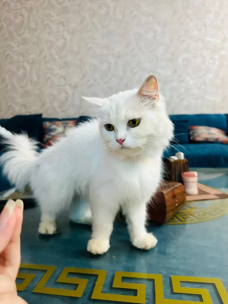 white triple coated Persian vaccinated — photo 2