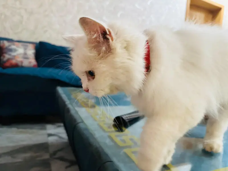 white triple coated Persian vaccinated — photo 3