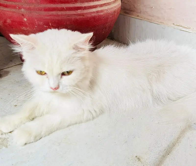 white triple coated Persian vaccinated — photo 4