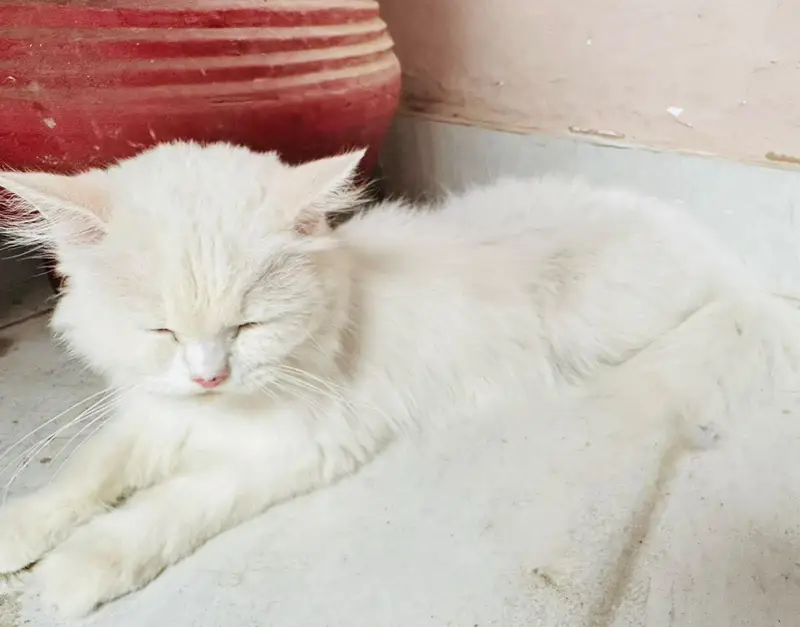 white triple coated Persian vaccinated — photo 5
