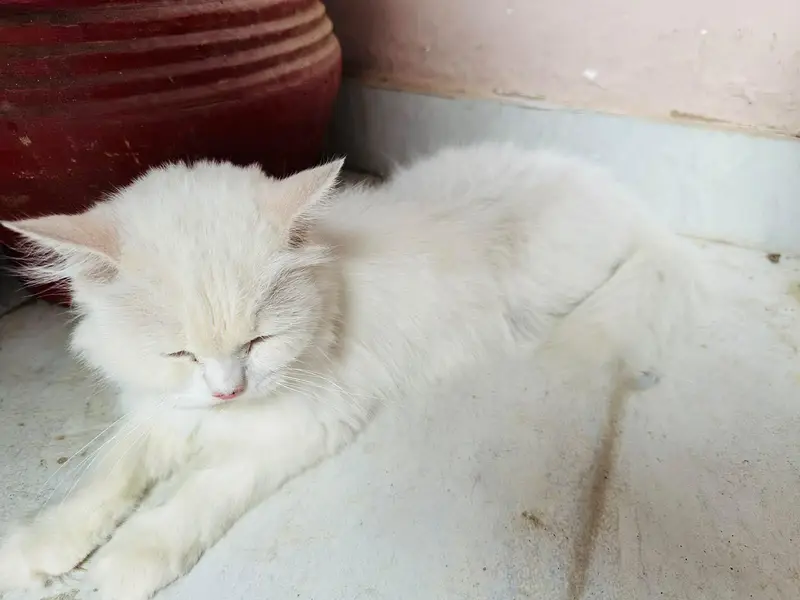 white triple coated Persian vaccinated — photo 6