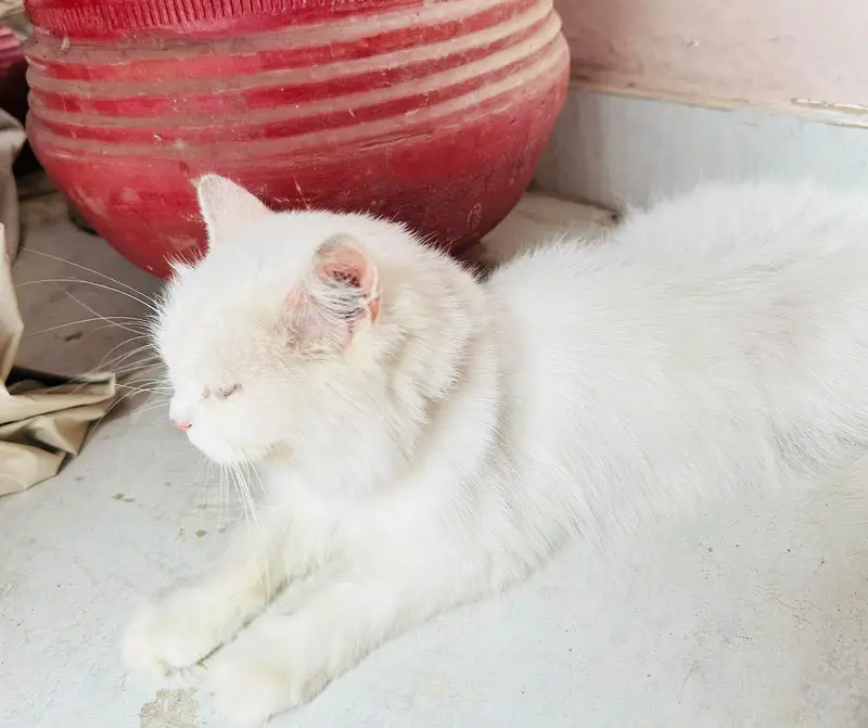 white triple coated Persian vaccinated — photo 7