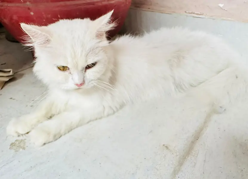 white triple coated Persian vaccinated — photo 8