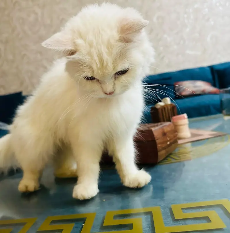 white triple coated Persian vaccinated — photo 9