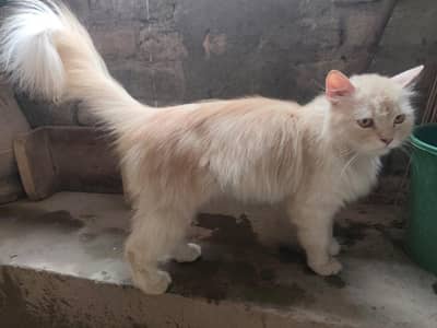 Persian Female Cat Triple Coated Sale And Exchange