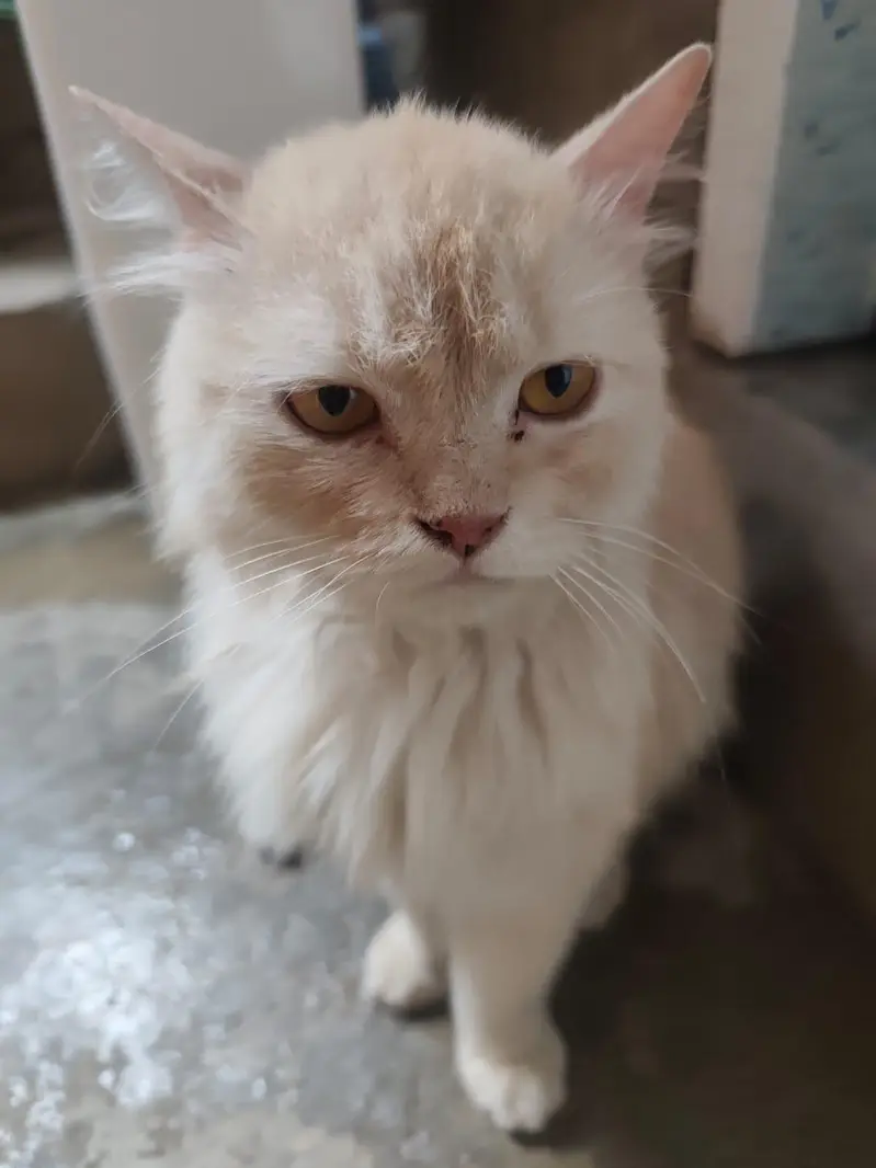 Persian Female Cat Triple Coated Sale And Exchange — photo 3