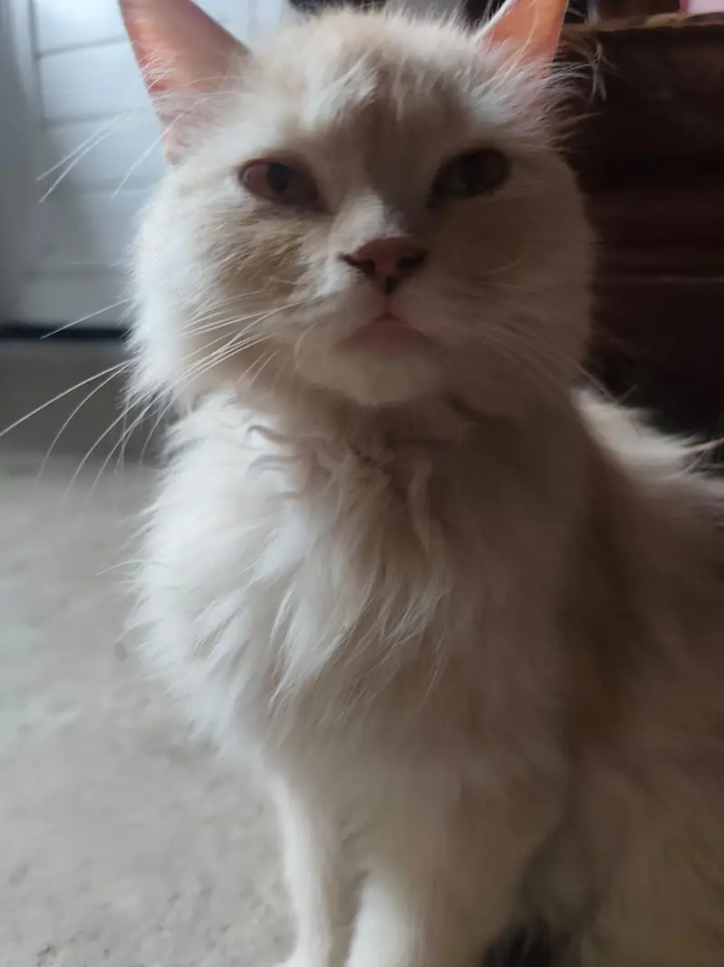 Persian Female Cat Triple Coated Sale And Exchange — photo 4